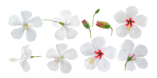 Bunga hibiscus putih diisolasi pada latar belakang putih — Stok Foto