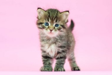 Kartpostallar için mükemmel güzel tarafsız arka plan üzerinde Sibirya kedi ve kedi yavruları