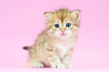 Kartpostallar için mükemmel güzel tarafsız arka plan üzerinde Sibirya kedi ve kedi yavruları