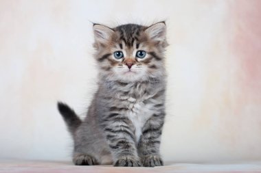 Kartpostallar için mükemmel güzel tarafsız arka plan üzerinde Sibirya kedi ve kedi yavruları