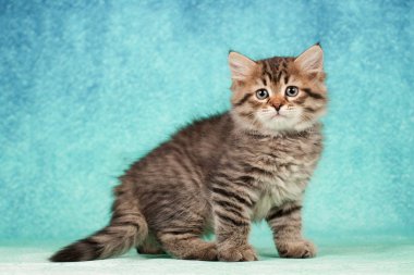 Kartpostallar için mükemmel güzel tarafsız arka plan üzerinde Sibirya kedi ve kedi yavruları