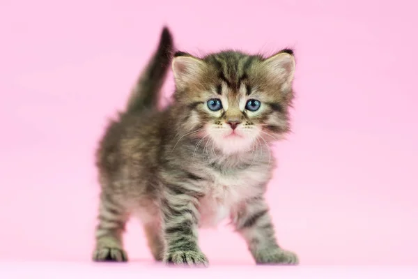 Sibirische Katzen Und Kätzchen Auf Wunderschönem Neutralem Hintergrund Perfekt Für — Stockfoto