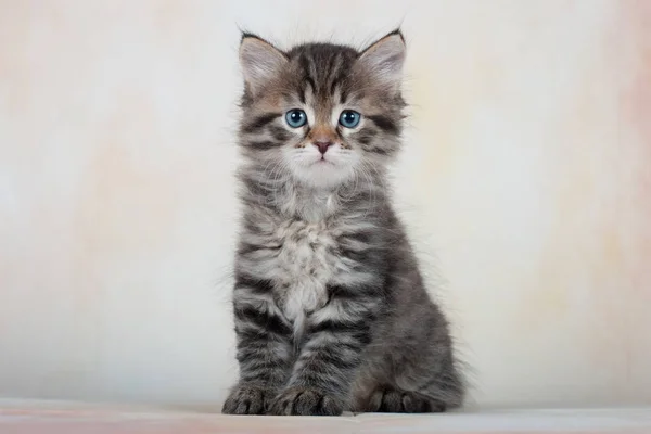 Gatti Gattini Siberiani Bellissimo Sfondo Neutro Perfetto Cartoline — Foto Stock