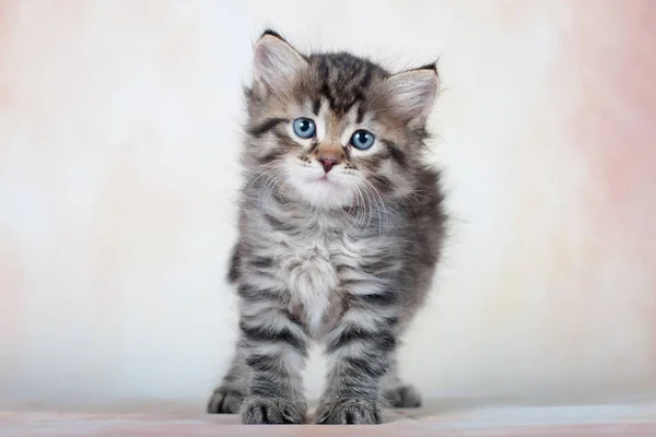 Sibirische Katzen Und Kätzchen Auf Wunderschönem Neutralem Hintergrund Perfekt Für — Stockfoto