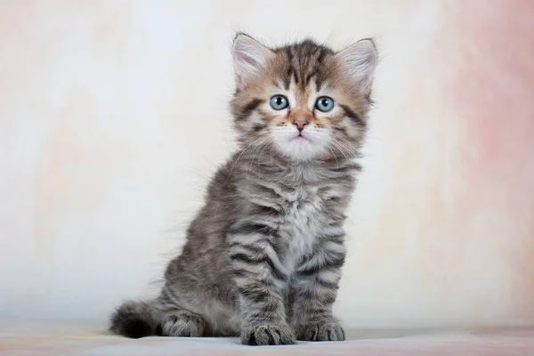 Sibirische Katzen Und Kätzchen Auf Wunderschönem Neutralem Hintergrund Perfekt Für — Stockfoto