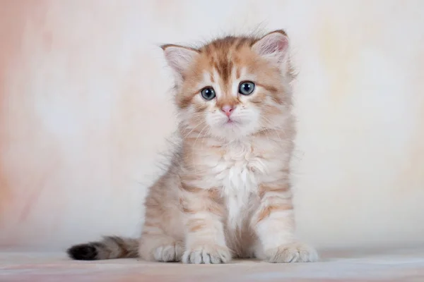 Σιβηρικές Γάτες Και Γατάκια Όμορφο Ουδέτερο Φόντο Ιδανικό Για Καρτ — Φωτογραφία Αρχείου