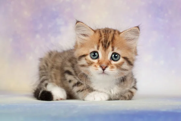 Sibirische Katzen Und Kätzchen Auf Wunderschönem Neutralem Hintergrund Perfekt Für — Stockfoto