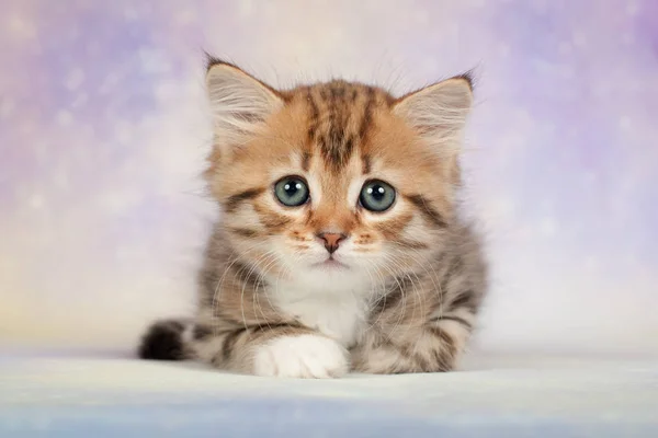 Gatos Gatitos Siberianos Sobre Hermoso Fondo Neutro Perfecto Para Postales —  Fotos de Stock