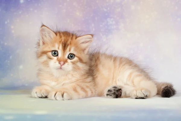 Sibirische Katzen Und Kätzchen Auf Wunderschönem Neutralem Hintergrund Perfekt Für — Stockfoto