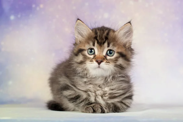 Gatti Gattini Siberiani Bellissimo Sfondo Neutro Perfetto Cartoline — Foto Stock