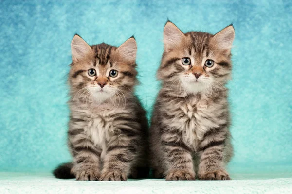 Siberian Cats Kittens Beautiful Neutral Background Perfect Postcards — Stock Photo, Image