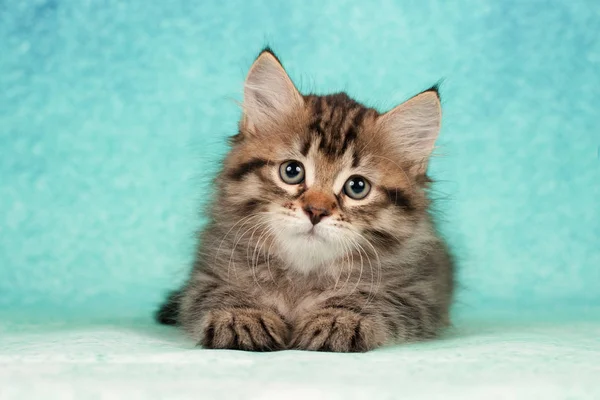 Szibériai Macskák Kiscicák Gyönyörű Semleges Háttér Tökéletes Képeslapok — Stock Fotó