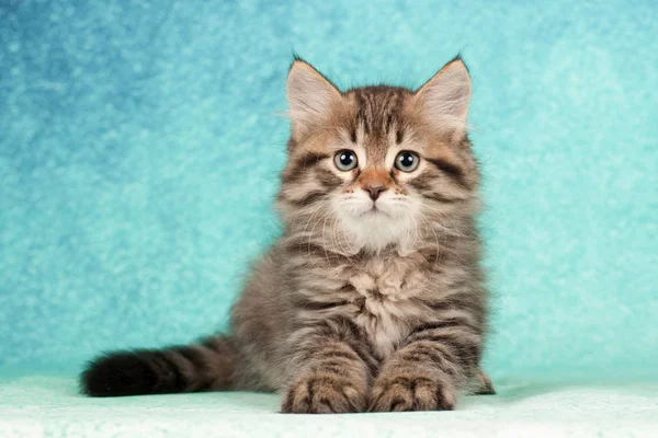 Sibirische Katzen Und Kätzchen Auf Wunderschönem Neutralem Hintergrund Perfekt Für — Stockfoto