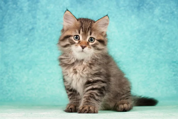 Sibiřské Kočky Koťata Krásném Neutrálním Pozadí Perfektní Pro Pohlednice — Stock fotografie