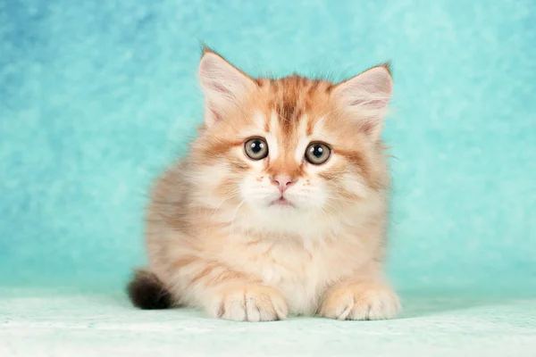 Sibirische Katzen Und Kätzchen Auf Wunderschönem Neutralem Hintergrund Perfekt Für — Stockfoto