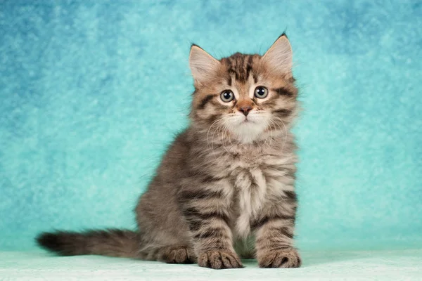 Сибирские Кошки Котята Красивом Нейтральном Фоне Идеально Подходят Открыток — стоковое фото