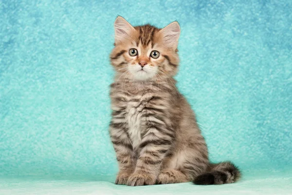 Sibiriska Katter Och Kattungar Vacker Neutral Bakgrund Perfekt För Vykort — Stockfoto