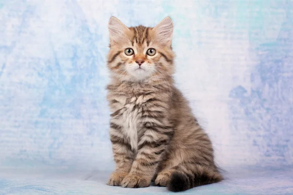 Sibiriske Katte Killinger Smuk Neutral Baggrund Perfekt Til Postkort - Stock-foto