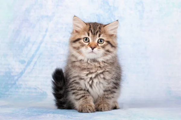 Siberian Cats Kittens Beautiful Neutral Background Perfect Postcards — Stock Photo, Image