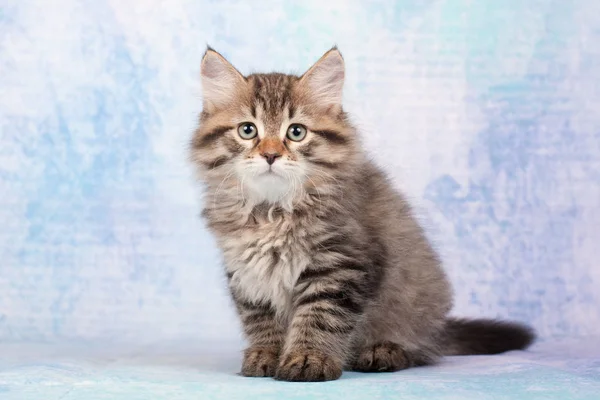 Gatos Gatitos Siberianos Sobre Hermoso Fondo Neutro Perfecto Para Postales — Foto de Stock