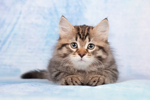 Sibirische Katzen Und Kätzchen Auf Wunderschönem Neutralem Hintergrund Perfekt Für — Stockfoto