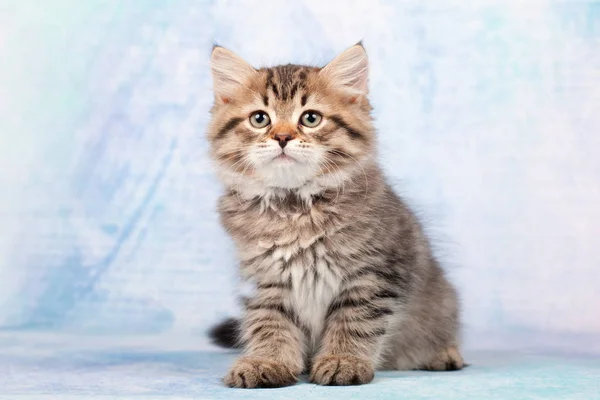 Sibirische Katzen Und Kätzchen Auf Wunderschönem Neutralem Hintergrund Perfekt Für — Stockfoto