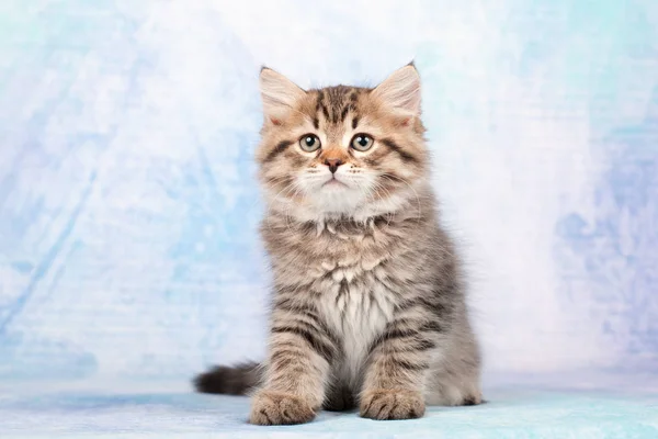 Sibirische Katzen Und Kätzchen Auf Wunderschönem Neutralem Hintergrund Perfekt Für — Stockfoto