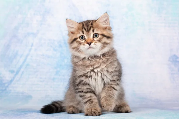 Σιβηρικές Γάτες Και Γατάκια Όμορφο Ουδέτερο Φόντο Ιδανικό Για Καρτ — Φωτογραφία Αρχείου