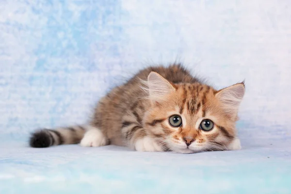 Sibirische Katzen Und Kätzchen Auf Wunderschönem Neutralem Hintergrund Perfekt Für — Stockfoto