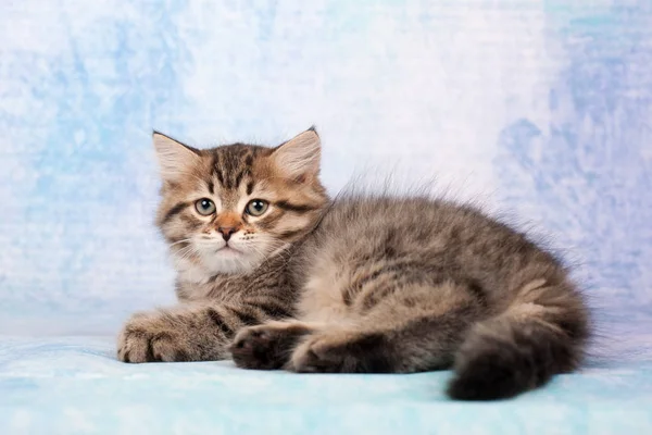 Gatos Gatitos Siberianos Sobre Hermoso Fondo Neutro Perfecto Para Postales — Foto de Stock