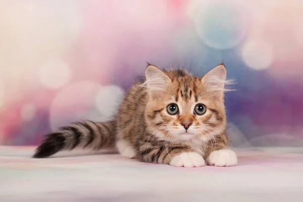 Sibirische Katzen Und Kätzchen Auf Wunderschönem Neutralem Hintergrund Perfekt Für — Stockfoto