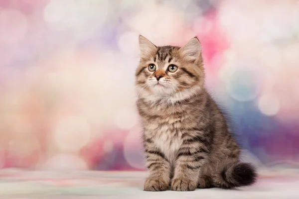 Siberian Cats Kittens Beautiful Neutral Background Perfect Postcards — Stock Photo, Image