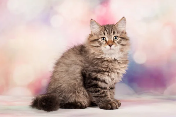 Sibirische Katzen Und Kätzchen Auf Wunderschönem Neutralem Hintergrund Perfekt Für — Stockfoto