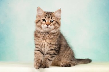 Kartpostallar için mükemmel güzel tarafsız arka plan üzerinde Sibirya kedi ve kedi yavruları