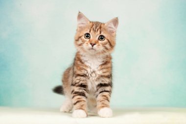 Kartpostallar için mükemmel güzel tarafsız arka plan üzerinde Sibirya kedi ve kedi yavruları