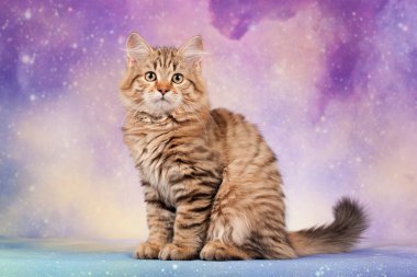 Kartpostallar için mükemmel güzel tarafsız arka plan üzerinde Sibirya kedi ve kedi yavruları