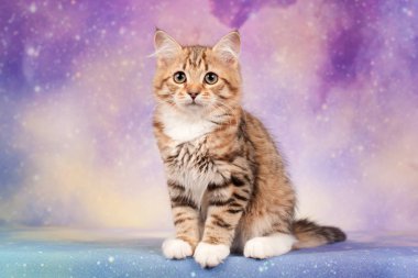 Kartpostallar için mükemmel güzel tarafsız arka plan üzerinde Sibirya kedi ve kedi yavruları