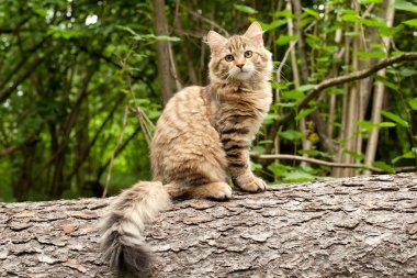 Sibirya kedileri ve kedileri. Açık. Kartpostallar için mükemmel