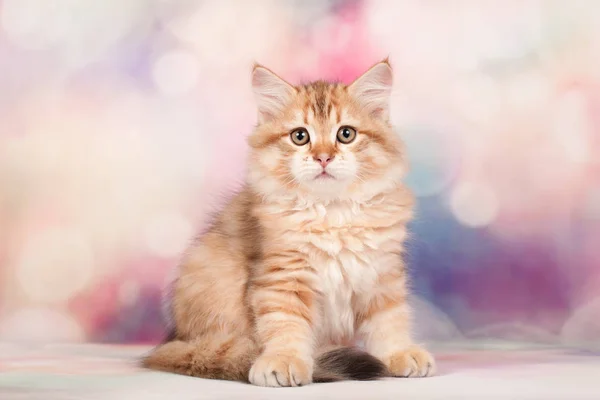 Sibirische Katzen Und Kätzchen Auf Wunderschönem Neutralem Hintergrund Perfekt Für — Stockfoto