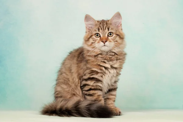 Sibiřské Kočky Koťata Krásném Neutrálním Pozadí Perfektní Pro Pohlednice — Stock fotografie