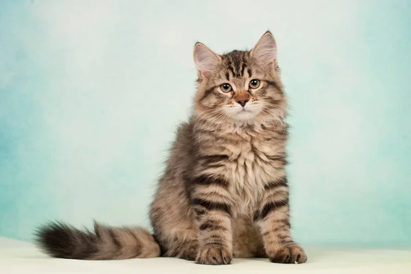 Gatti Gattini Siberiani Bellissimo Sfondo Neutro Perfetto Cartoline — Foto Stock