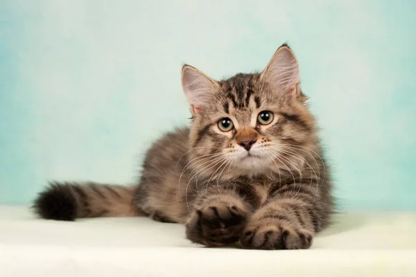 Sibirische Katzen Und Kätzchen Auf Wunderschönem Neutralem Hintergrund Perfekt Für — Stockfoto