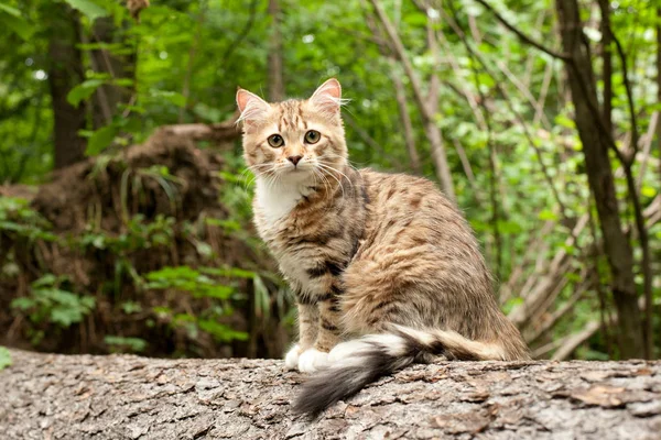 Sibiriska Katter Och Kattungar Trä Utomhus Perfekt För Vykort — Stockfoto