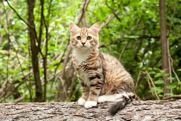 Gatos Siberianos Gatinhos Madeira Livre Perfeito Para Cartões Postais — Fotografia de Stock