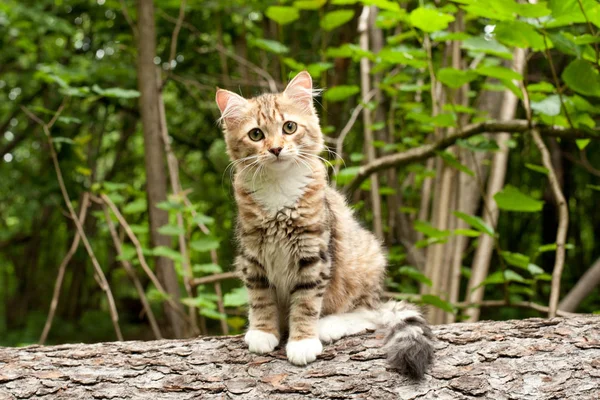 Sibirische Katzen Und Kätzchen Holz Draußen Perfekt Für Postkarten — Stockfoto