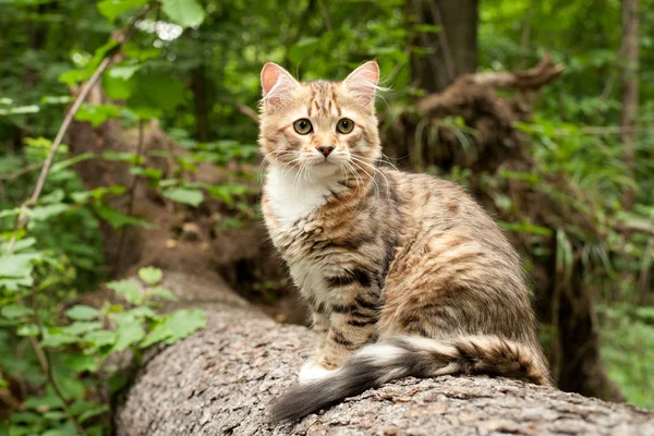 Gatos Siberianos Gatinhos Madeira Livre Perfeito Para Cartões Postais — Fotografia de Stock