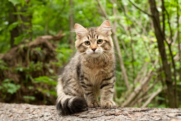 西伯利亚猫和小猫在木材 完美的明信片 — 图库照片