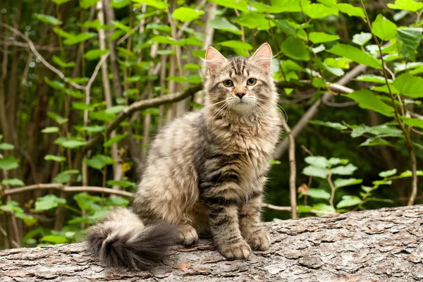 西伯利亚猫和小猫在木材 完美的明信片 — 图库照片