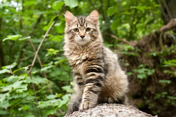 Sibirische Katzen Und Kätzchen Holz Draußen Perfekt Für Postkarten — Stockfoto