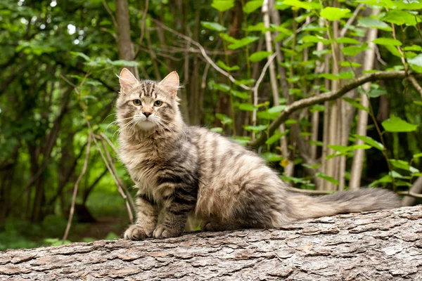 Sibiřské Kočky Koťata Lese Venkovní Ideální Pro Pohlednice — Stock fotografie